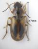 Acupalpus sp.